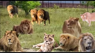 Тайган. Заколёсные львы собрали на мостках много зрителей.. #тайган #крым #animals #lion