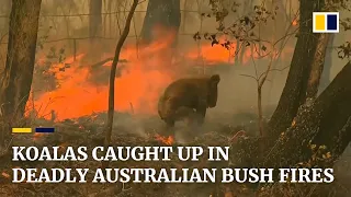 Koala rescued from deadly Australian bush fires