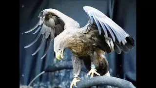 paul mauriat -- l'aigle noir