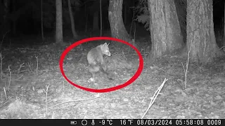 Trail camera compilation #2 (March)