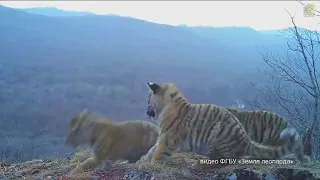 Сразу четыре тигренка впервые попали на видео в нацпарке "Земля леопарда"