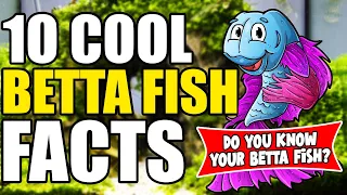 10 Betta Fish Cool Facts | Amazing Facts About Betta Fish | 10 Facts About Betta Fish