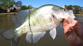 Use This CRAPPIE RIG To Catch CRAPPIE From The BANK‼️ BANK Fishing For CRAPPIE‼️