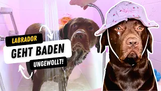 Labrador Geht Baden - So Süß! Körperpflege Routine Und Tipps Von Sam Labrador