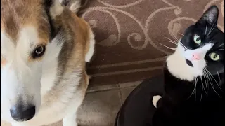 💕Marco and Mittsy minutes 🐕🐈‍⬛ 💕(cute factor is off the charts!)