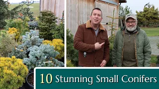 10 Stunning Conifers for your Small Garden