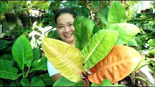 TIPS PARA MAS LALONG GUMANDA ANG PHILODENDRONS..