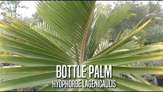 Bottle Palm, A Collectors Favorite