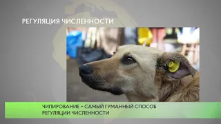 Регуляция численности