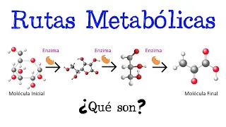 🍔 ¿Qué son las Rutas Metabólicas? 🍕 [Fácil y Rápido] | BIOLOGÍA | QUÍMICA |