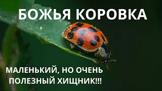 БОЖЬЯ КОРОВКА - Интересные факты из жизни маленького, но очень полезного насекомого