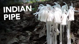 Indian Pipe (Monotropa uniflora) Identification, Medicinal Benefits, and More with Adam Haritan