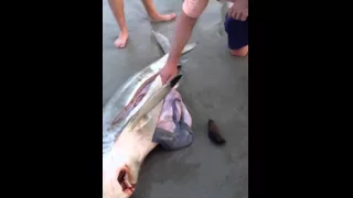 Акула рожает прямо на пляже!