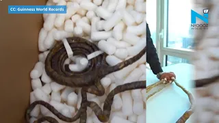 This is how they cut ‘World’s longest Nails’