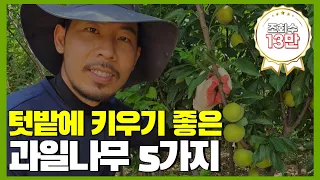텃밭에 키우기 좋은 과일나무 5가지! / 주말농장 추천 유실수!
