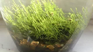 Growing Terrestrial Moss in Aquarium