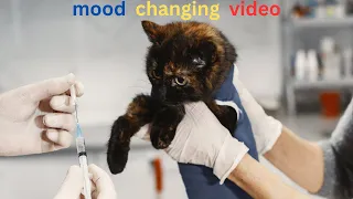 Time To Relax , Funny Videos Cats and Kittens For good mood 😺😺😺 episode 24