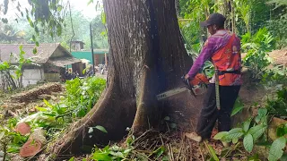 Dramatic‼️ Very dangerous felling of the largest mahogany tree - Stihl MS 382 & MS 070