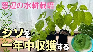 無限に収穫！LEDがなくてもお部屋で１年中育つ【シソ（大葉）水耕栽培】種まき～収穫・ループ栽培の方法✨