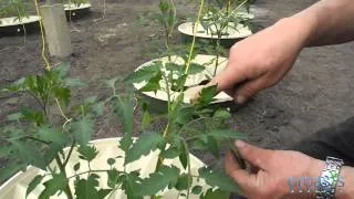 Episode 4 - How to grow tomatoes and other veggies in a water saving way