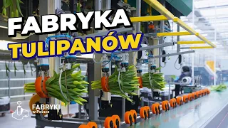 Tajemniczy świat plantacji tulipanów w Polsce – Fabryki w Polsce