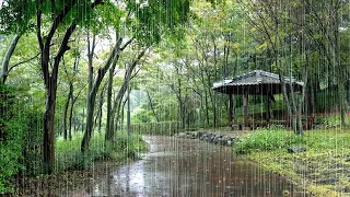 Peaceful forest walk with cool rain - Rain sounds for deep sleep and insomnia