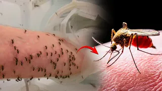 How Exactly Mosquitoes Use Six Needles To Suck Your Blood | Flashinfo