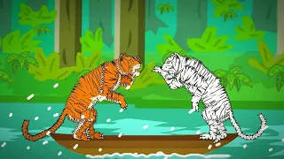 WHITE TIGER VS BENGAL TIGER - ANIMATION