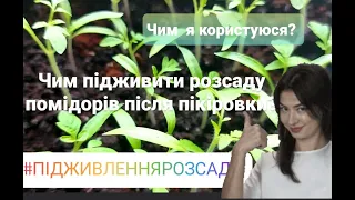 Чим підживити розсаду помідорів після пікіровки?