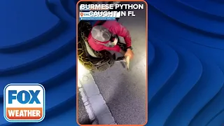 Longest-Ever Documented Burmese Python Captured In South Florida