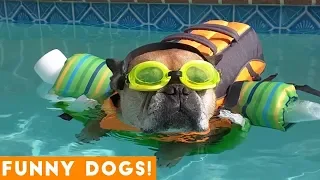 Good Dogs Best Dog Videos Animals Compilation | Funny Pet Videos June 2018