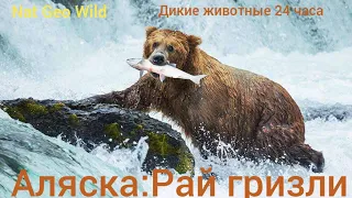 Nat Geo Wild.Аляска:Рай гризли.Дикие животные 24 часа.