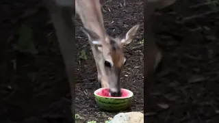 Deer versus watermelon versus deer.