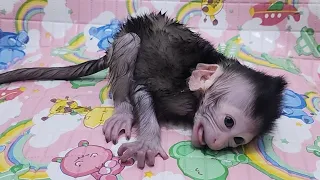 Newborn Baby Monkey Chiki Playing Water