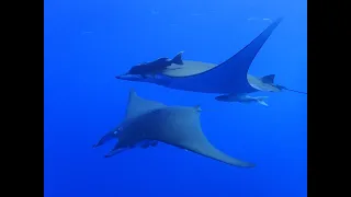 Scuba Diving Azores Best Spot