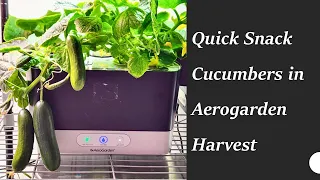 Grow Quick Snack Cucumbers in Aerogarden Harvest Hydroponics System, Parthenocarpy, No pollination