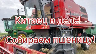 Шок! Китайский комбайн YTO YT6606 не уступает Амереканскому комбайну  Massey Ferguson! Сбор пшеницы