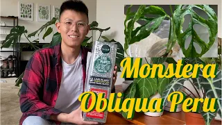 Monstera Obliqua Peru Unboxing from Yume Gardens Indonesia