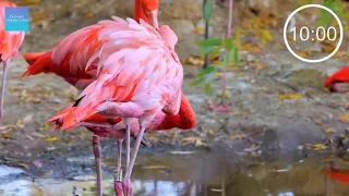 10 Minute Timer With Calming Music ⏲ - Flamingos 🦩 - 10 minute countdown timer with calm music