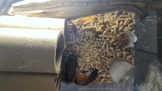 Madagascar cockroaches timelapse / мадагаскарские тараканы таймлапс