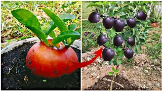 unique skills how to grow apple tree from apple fruit at my garden