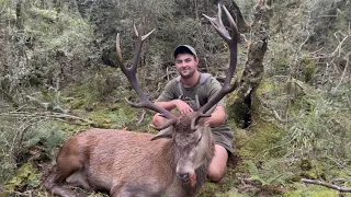 Two Giant Wilderness Red Stags - Part 2 - New Zealand Hunting