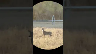 153 yard headshot on a Whitetail Doe. 300 Win Mag