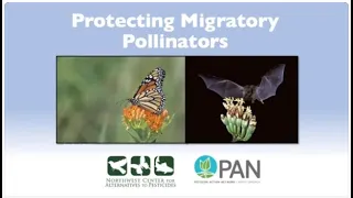 Protecting migratory pollinators: Nectar-feeding bats and monarchs