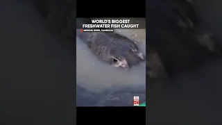 Watch: World’s Largest Freshwater Fish Caught In Cambodia