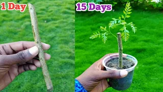 Right way to Grow curry leaf plant from cutting