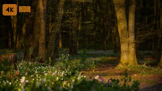 Singing Of Birds In The Evening Forest 🌲 Relaxing Spring Ambience 🌲Forest And Millions Of Flowers 🌼