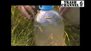 Змея очищает воду