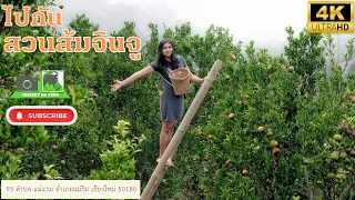 Jinju Orange Orchard, Mon Jam, Chiang Mai, how is it in summer? Let's go to see#Chiang Mai Thailand