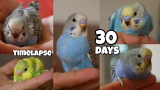 Growth stages of 5 baby budgies 🐣